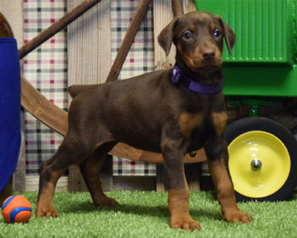 red doberman female puppy for sale