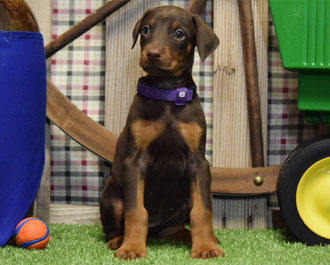 red doberman female puppy for sale