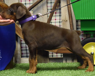 red doberman female puppy for sale