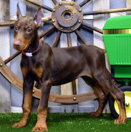 red doberman female puppy for sale