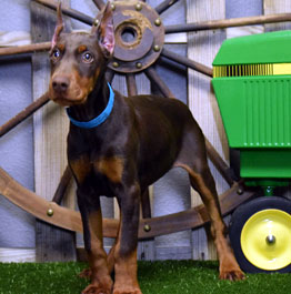 red doberman female puppy for sale