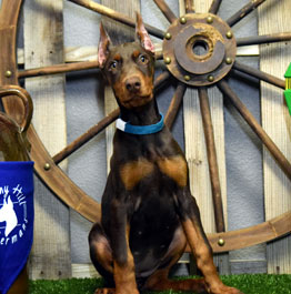 red doberman female puppy for sale