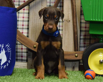 red doberman puppy for sale