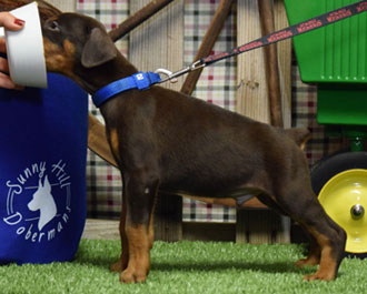 red doberman puppy for sale