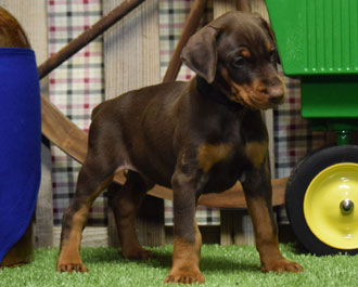 red doberman puppy for sale