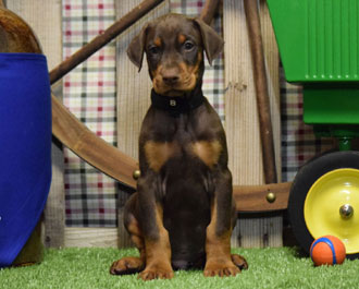 red doberman puppy for sale