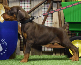 red doberman puppy for sale