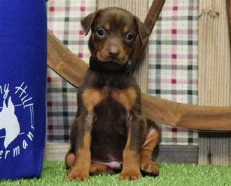 red doberman puppy for sale