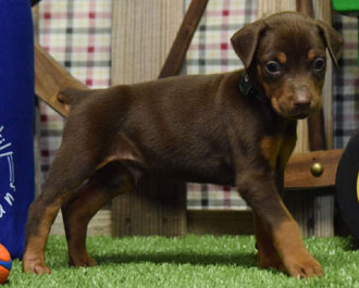 red doberman puppy for sale