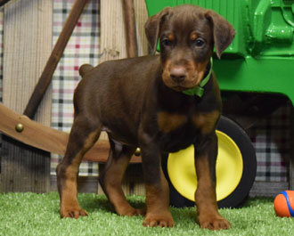 red doberman puppy for sale