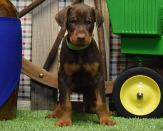 red doberman puppy for sale