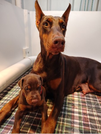 doberman puppies for sale