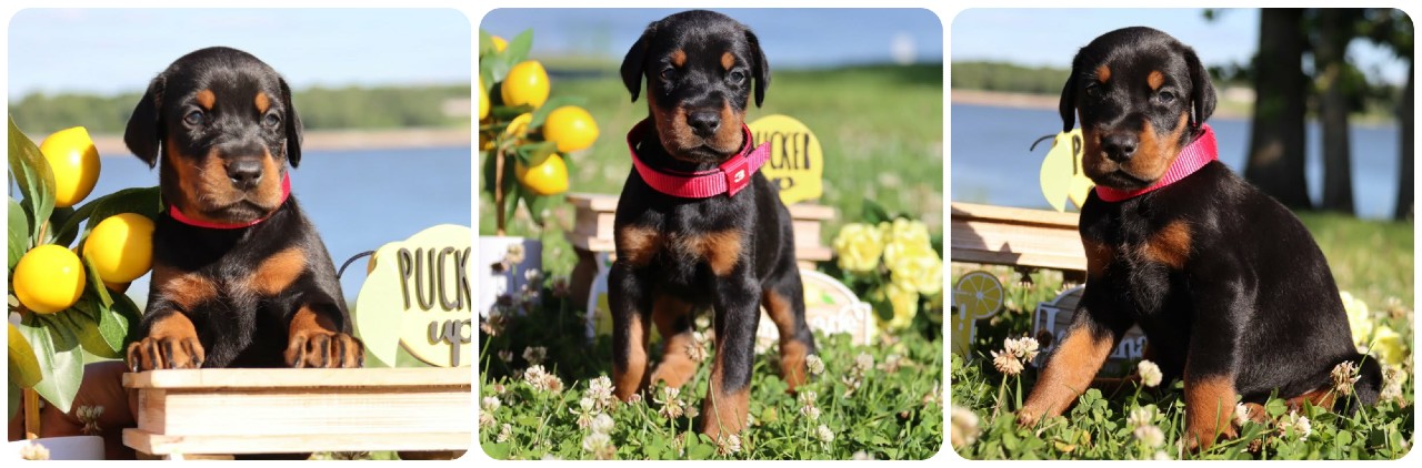 black female doberman puppy black female doberman puppy