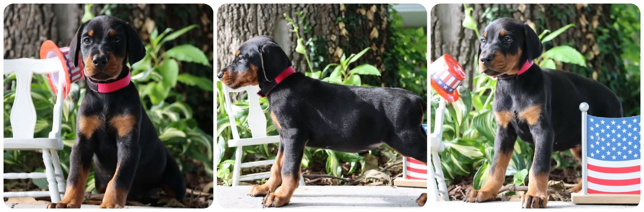 black female doberman puppy