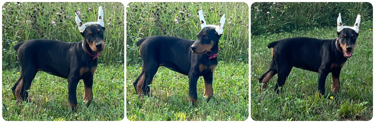 black female doberman puppy