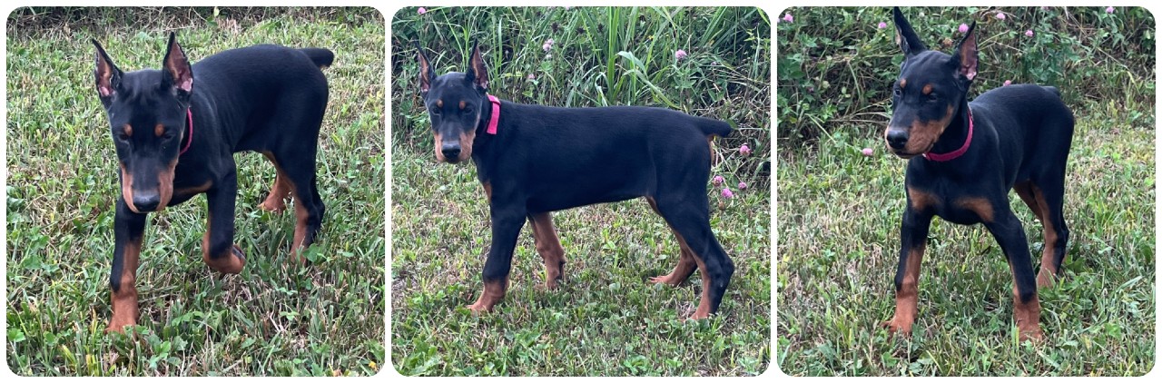 black female doberman puppy black female doberman puppy