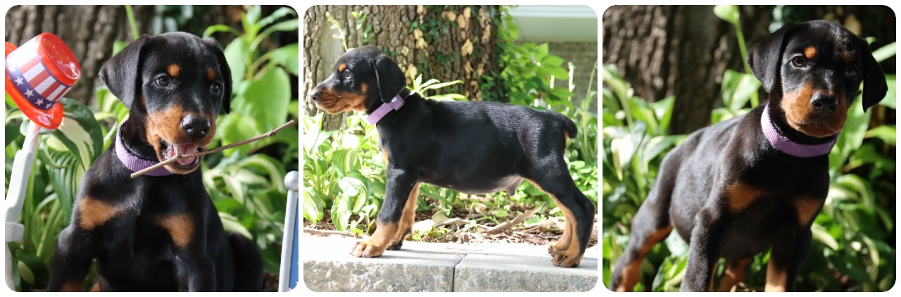 black male doberman puppy
