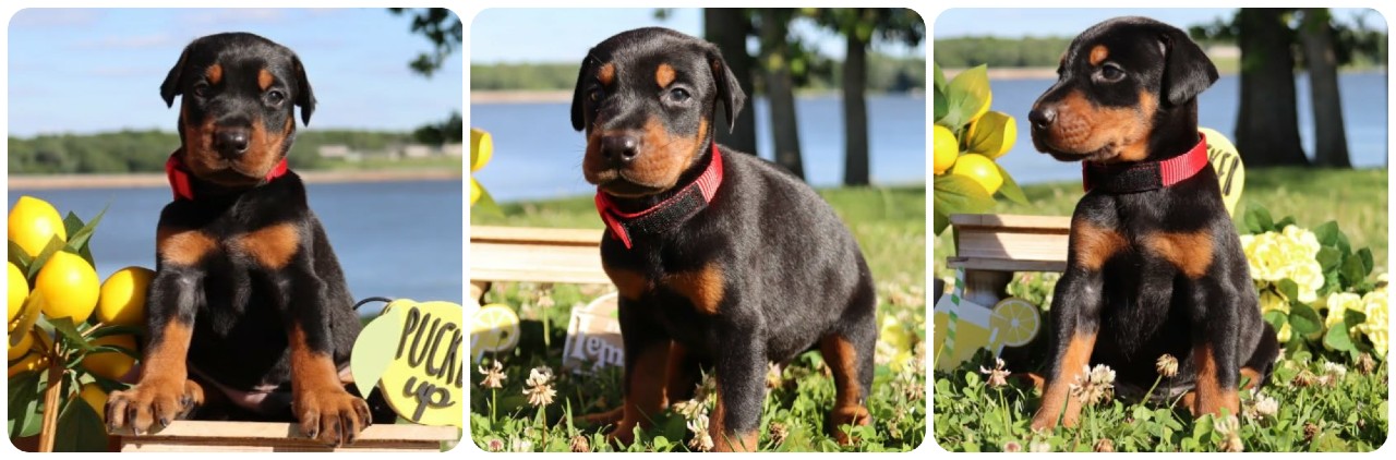 black male doberman puppy black male doberman puppy
