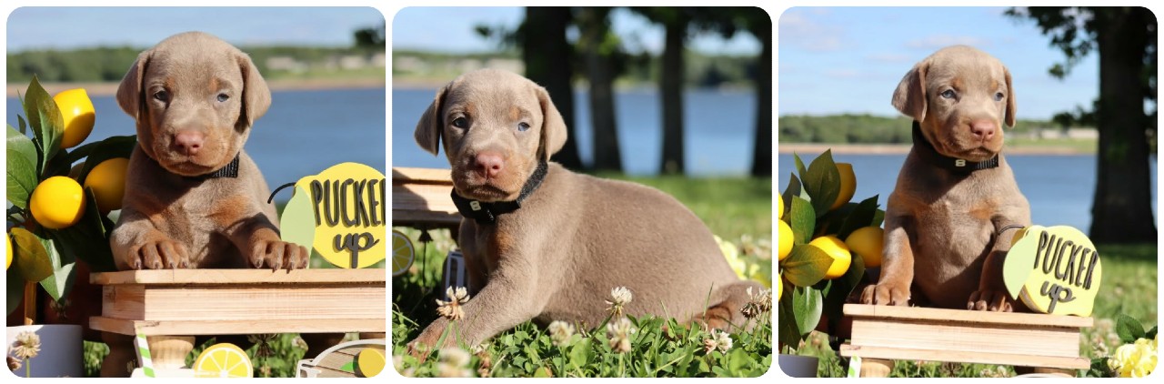 picture of fawn doberman puppies