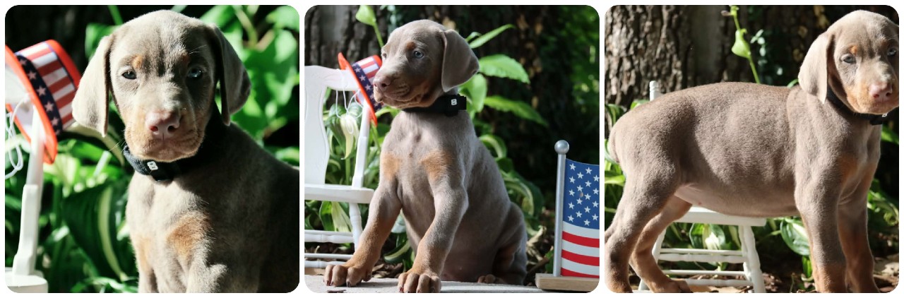 fawn female doberman puppy picture of fawn doberman puppies