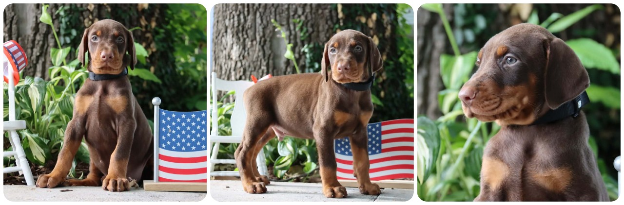 picture of doberman puppies