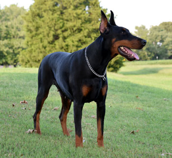 doberman female