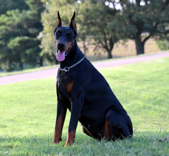 doberman female