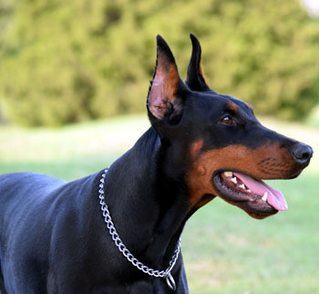 doberman female