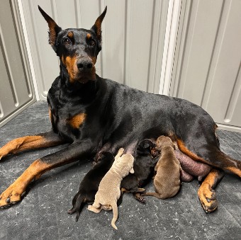 doberman puppies for sale