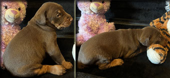 red doberman female for sale