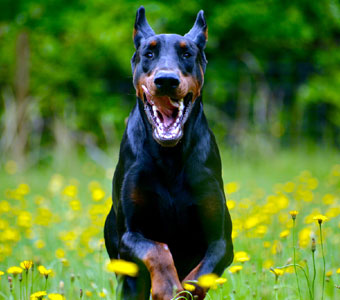 black doberman