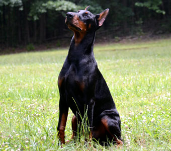 black doberman