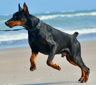 black doberman