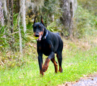 black doberman