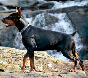 black doberman