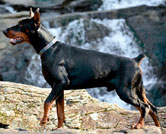 doberman stud dog