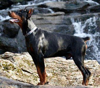 black doberman