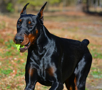 black doberman