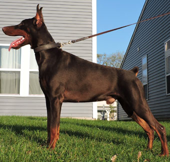 red doberman in USA