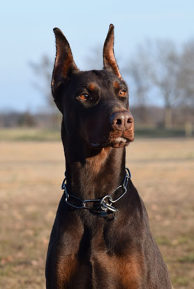 red doberman in USA