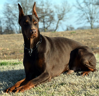 red doberman in USA