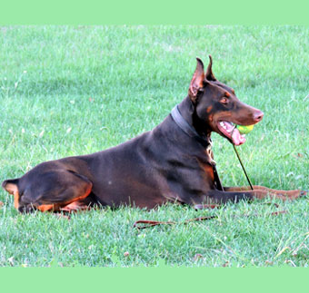 red doberman in USA