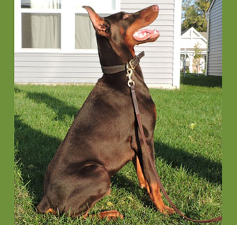 red doberman in USA