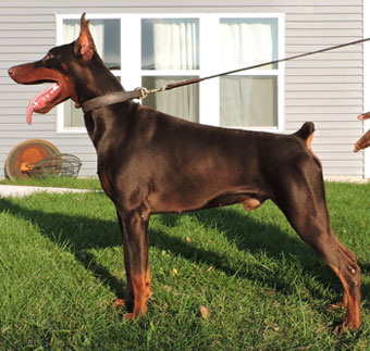 red doberman in USA