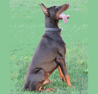 red doberman in USA