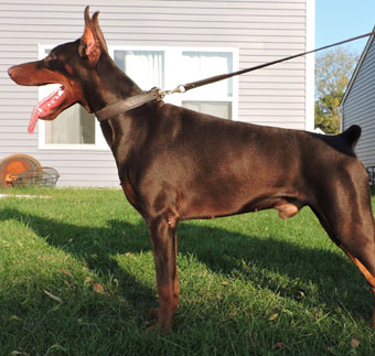 red doberman in USA