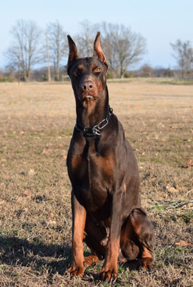 red doberman in USA