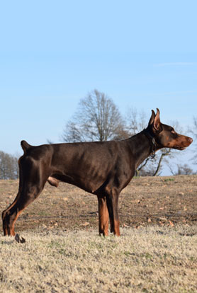 red doberman in USA