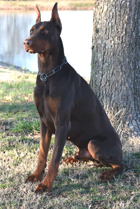 red doberman in USA