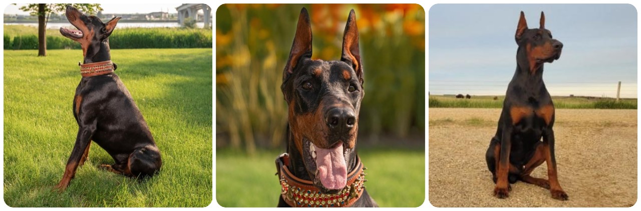 doberman Donald DN Hepper